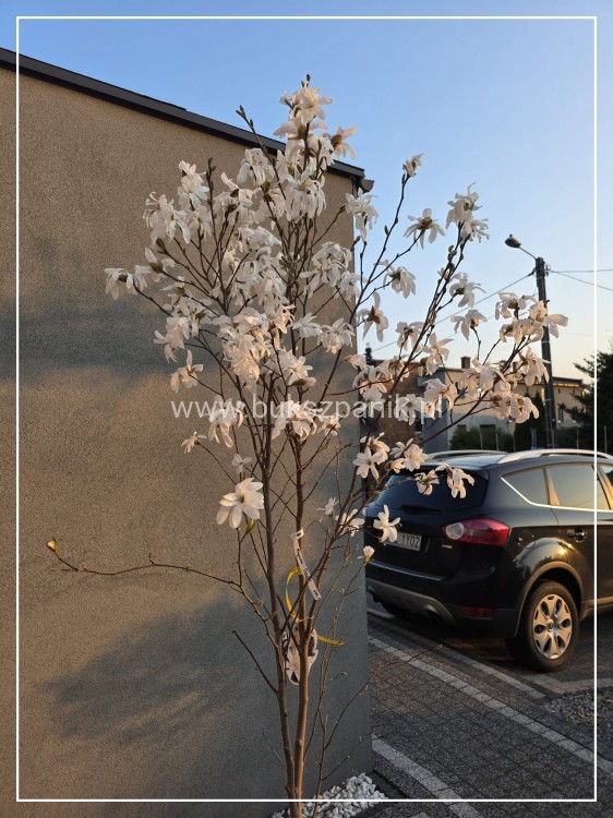 Magnolia x loebneri 'Donna’ C25l, 150-175cm,