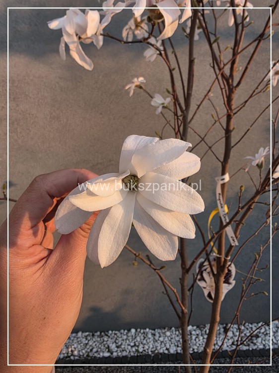 Magnolia x loebneri 'Donna’ C25l, 150-175cm,