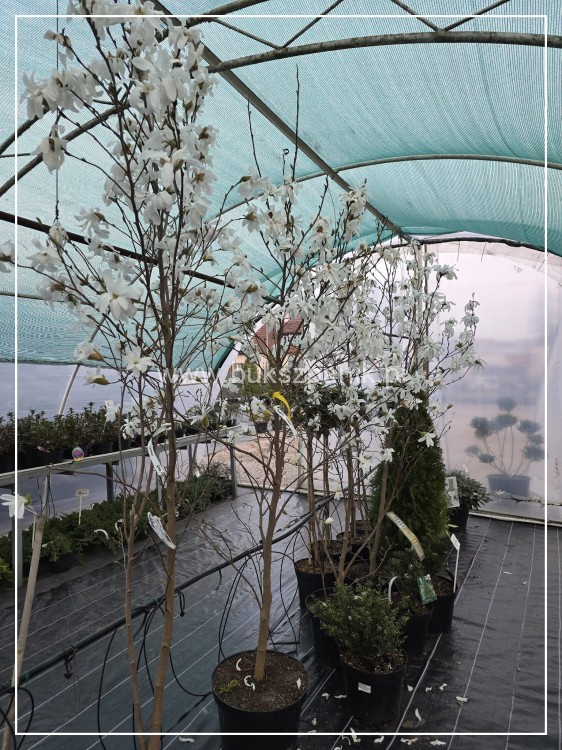 Magnolia x loebneri 'Donna’ C25l, 150-175cm,