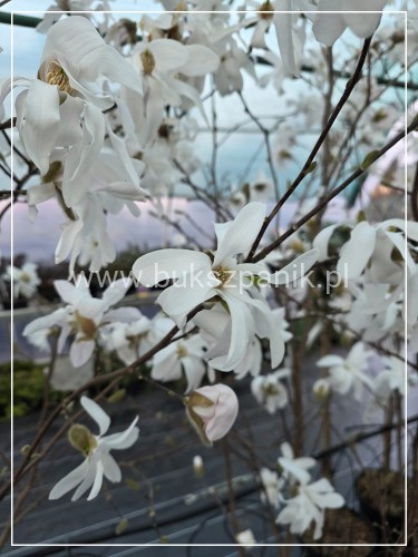 Magnolia x loebneri 'Donna’ C25l, 150-175cm,