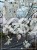 Magnolia x loebneri 'Donna’ C25l, 150-175cm,