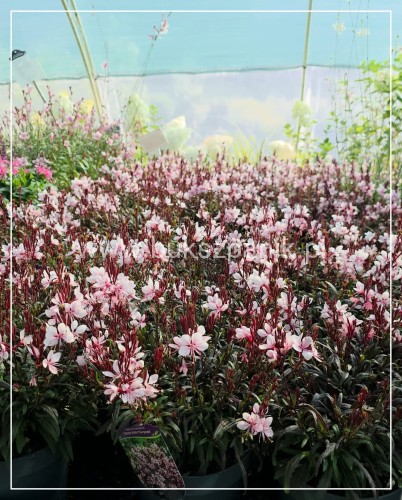 Gaura lindheimeri Gaudi PINK C5