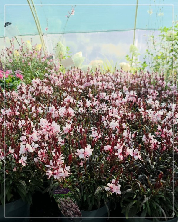 Gaura lindheimeri Gaudi PINK C5