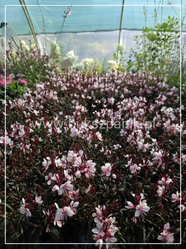 Gaura lindheimeri Gaudi PINK C5