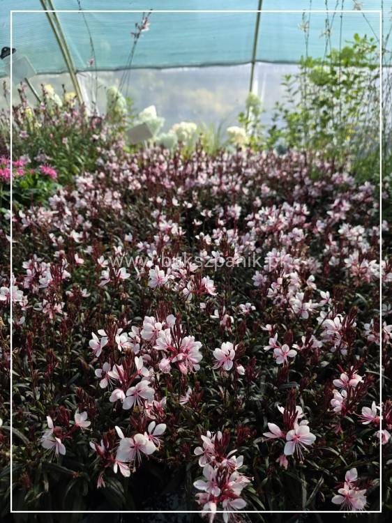 Gaura lindheimeri Gaudi PINK C5