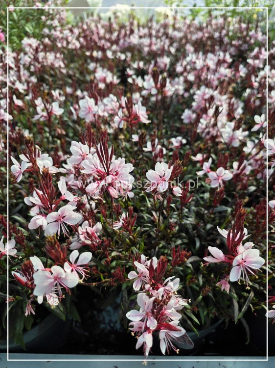Gaura lindheimeri Gaudi PINK C5