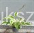 Funkia PATRIOT - Hosta C3l