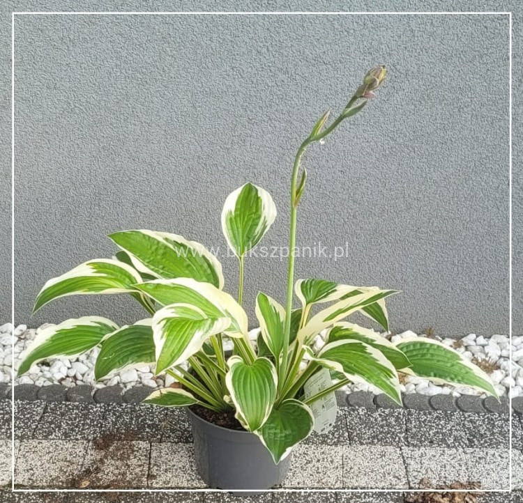 Funkia PATRIOT - Hosta C3l