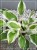 Funkia PATRIOT - Hosta C3l
