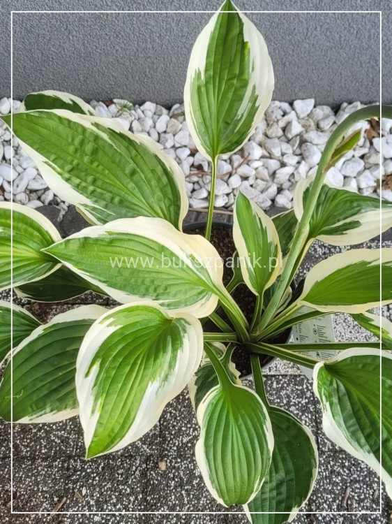 Funkia PATRIOT - Hosta C3l