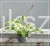 Funkia PATRIOT - Hosta C3l