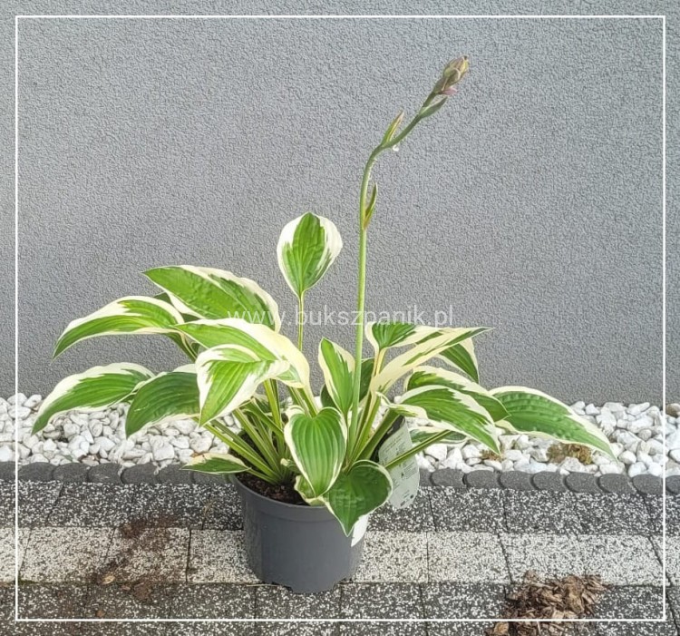 Funkia PATRIOT - Hosta C3l