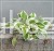 Funkia PATRIOT - Hosta C3l