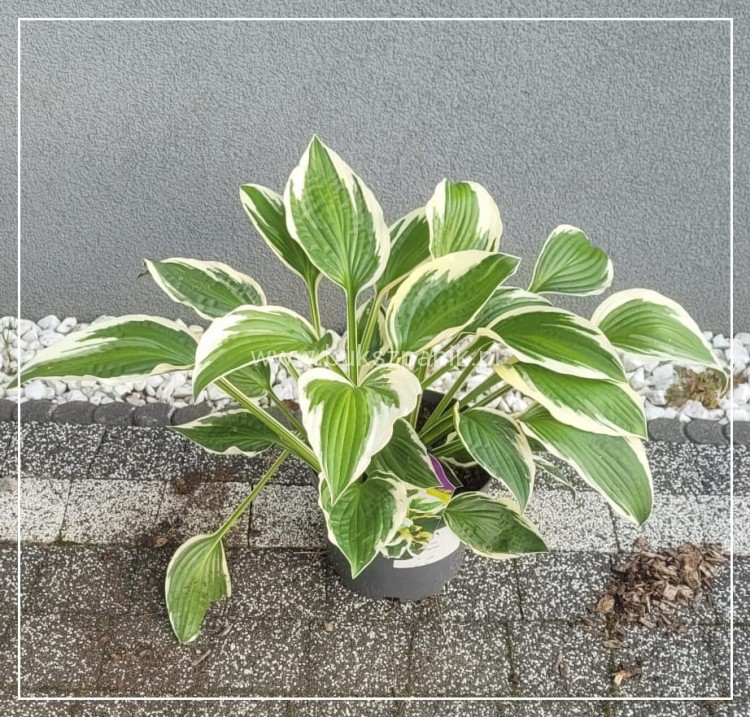 Funkia PATRIOT - Hosta C3l