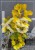 Perukowiec podolski GOLDEN SPIRIT 'Ancot'- Cotinus coggygria