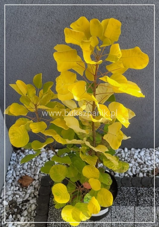 Perukowiec podolski GOLDEN SPIRIT 'Ancot'- Cotinus coggygria