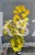 Perukowiec podolski GOLDEN SPIRIT 'Ancot'- Cotinus coggygria