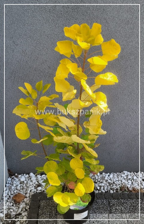 Perukowiec podolski GOLDEN SPIRIT 'Ancot'- Cotinus coggygria
