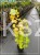 Perukowiec podolski GOLDEN SPIRIT 'Ancot'- Cotinus coggygria C2l