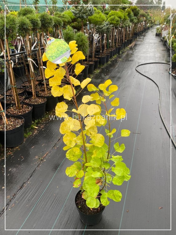 Perukowiec podolski GOLDEN SPIRIT 'Ancot'- Cotinus coggygria C2l