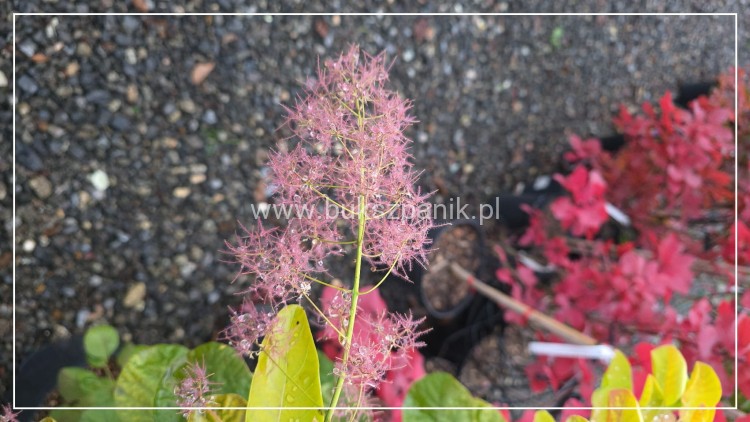 Perukowiec podolski GOLDEN SPIRIT 'Ancot'- Cotinus coggygria