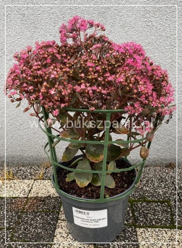 ozchodnik 'Sunsparkler Dazzleberry' Sedum