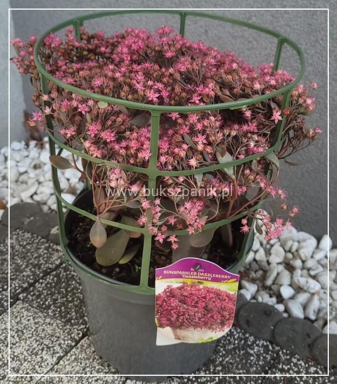 Rozchodnik 'Sunsparkler Dazzleberry' Sedum