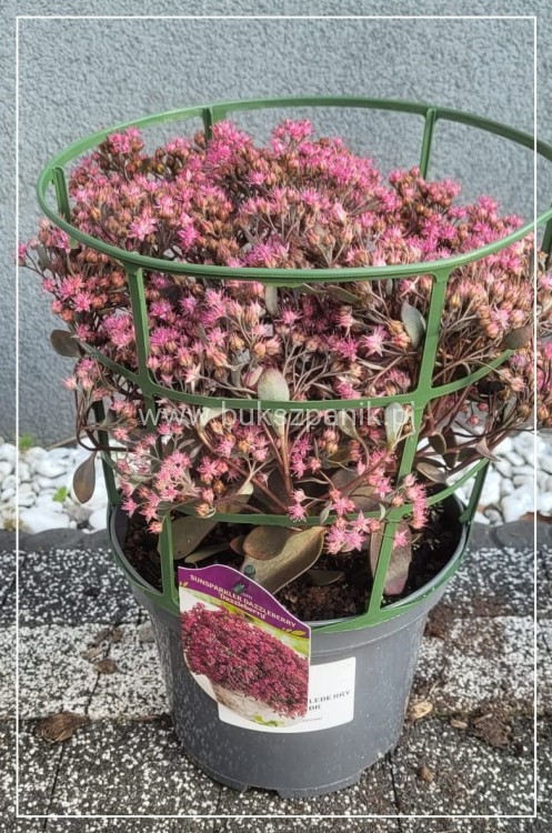 Rozchodnik 'Sunsparkler Dazzleberry' Sedum