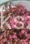 Rozchodnik 'Sunsparkler Dazzleberry' Sedum