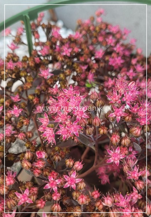 Rozchodnik 'Sunsparkler Dazzleberry' Sedum