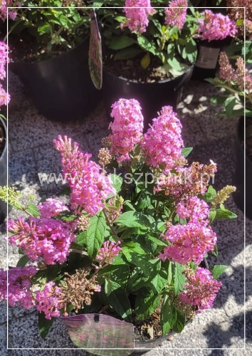 Budleja Dawida Butterfly Candy little pink c5