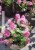 Budleja Dawida Butterfly Candy little pink c5