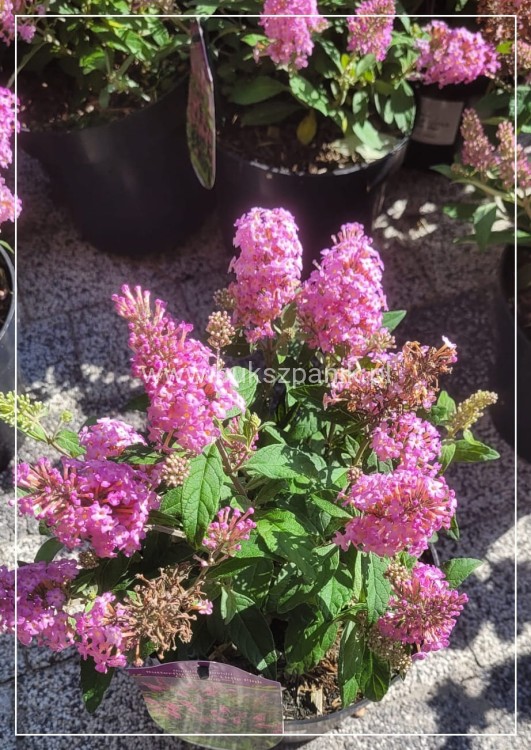 Budleja Dawida Butterfly Candy little pink c5
