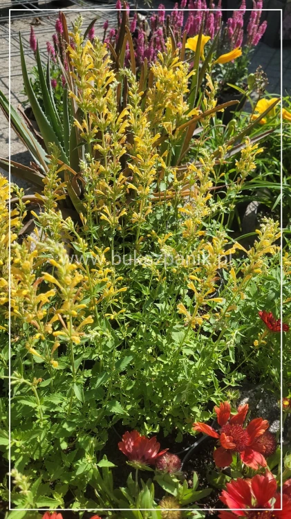 Kłosowiec 'Kudos Yellow' Agastache -