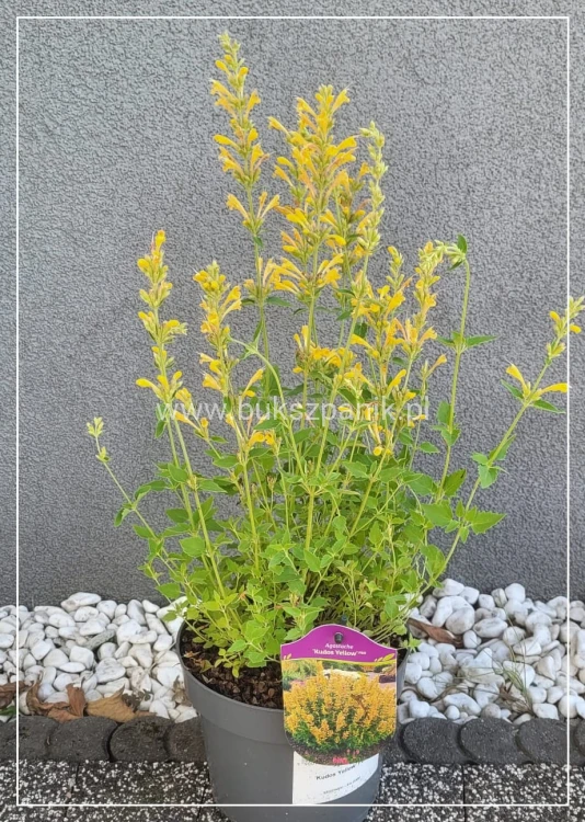 Kłosowiec 'Kudos Yellow' Agastache -