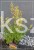 Kłosowiec 'Kudos Yellow' Agastache -