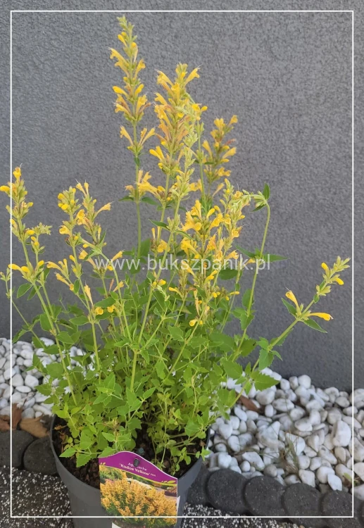 Kłosowiec 'Kudos Yellow' Agastache -