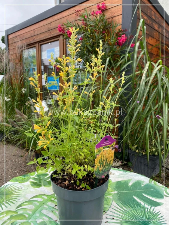 Kłosowiec 'Kudos Yellow' Agastache -