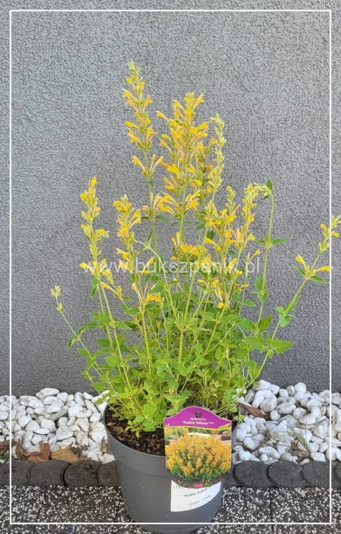 Kłosowiec 'Kudos Yellow' Agastache
