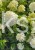 Hortensja bukietowa SKYFALL - Hydrangea paniculata C5l