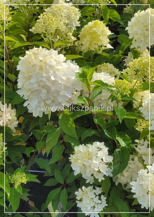 Hortensja bukietowa SKYFALL - Hydrangea paniculata C5l