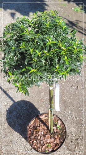 Ostrokrzew kolczasty Heckenzwerg Pa60-80cm C10l - Ilex aquifolium