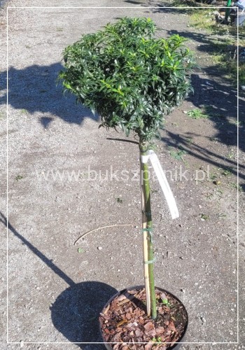 Ostrokrzew kolczasty Heckenzwerg Pa60-80cm C10l - Ilex aquifolium