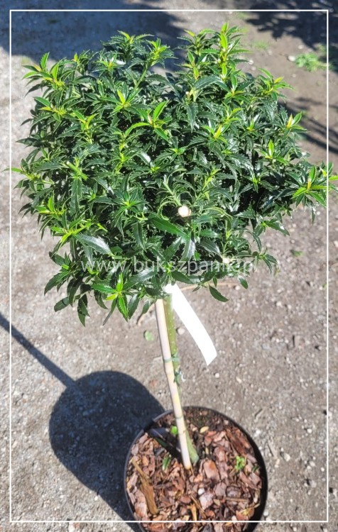 Ostrokrzew kolczasty Heckenzwerg Pa60-80cm C10l - Ilex aquifolium