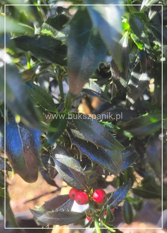 Ostrokrzew kolczasty Heckenzwerg Pa60-80cm C10l - Ilex aquifolium