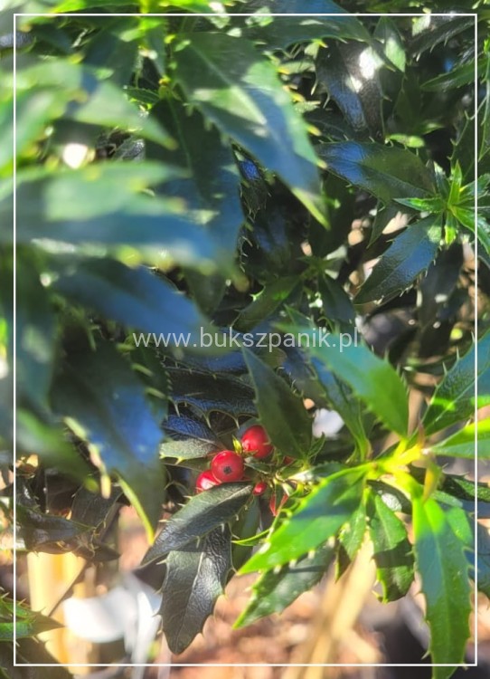 Ostrokrzew kolczasty Heckenzwerg Pa60-80cm C10l - Ilex aquifolium