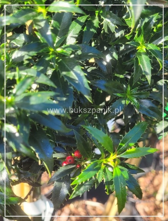 Ostrokrzew kolczasty Heckenzwerg Pa60-80cm C10l - Ilex aquifolium