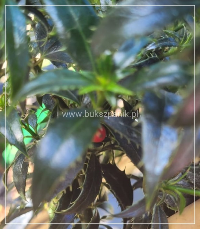 Ostrokrzew kolczasty Heckenzwerg Pa60-80cm C10l - Ilex aquifolium