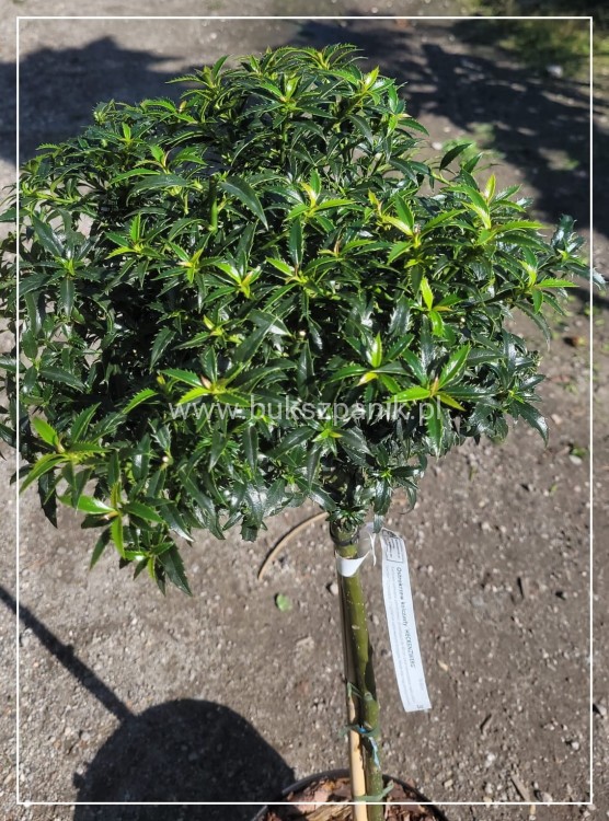 Ostrokrzew kolczasty Heckenzwerg Pa60-80cm C10l - Ilex aquifolium