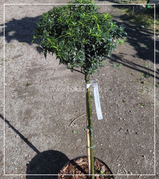 Ostrokrzew kolczasty Heckenzwerg Pa60-80cm C10l - Ilex aquifolium